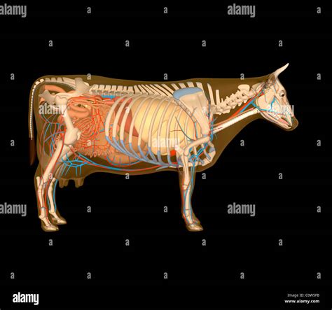 Anatomy Of The Cow Organs Stock Photo Alamy