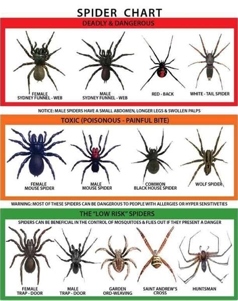 Poisonous Tennessee Spiders Chart