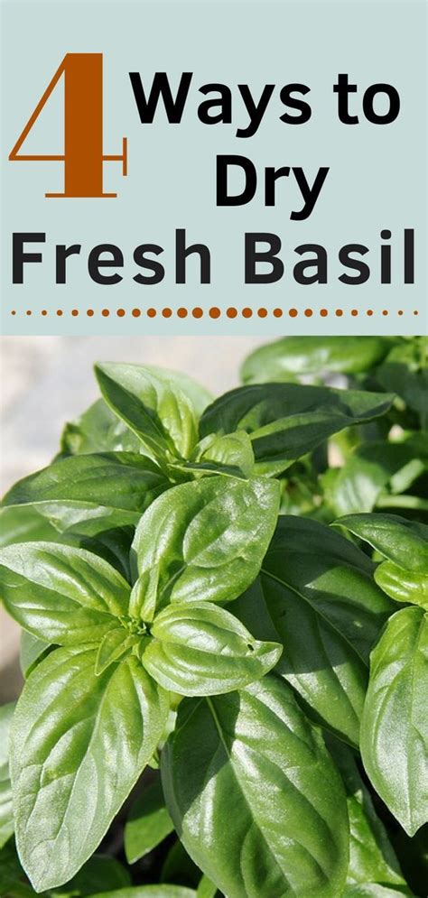 4 Ways To Dry Fresh Basil How To Dry Basil Harvesting Basil Storing