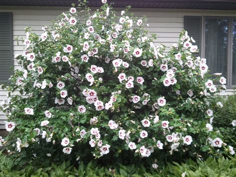 Rose Of Sharon Shrub My Lovely Rose Of Sharon Bush And My Candi Dot Lace Shell