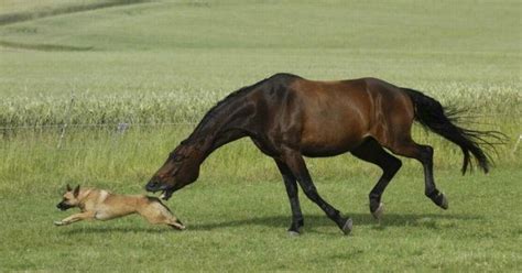 Funny Horses Wallpapers - Entertainment Only