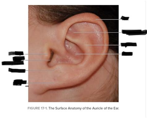 Surface Anatomy Of The Auricle Of The Ear Diagram Quizlet