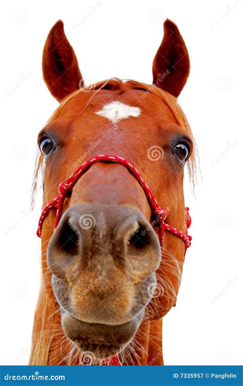 Horse Face Stock Image Image Of Closeup Riding Farm 7335957