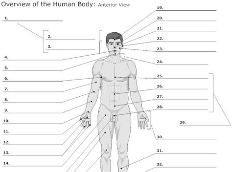 31 Blank Human Body Diagram To Label Labels Design Ideas 2020