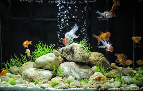 Comment Changer L'eau D'un Aquarium Poisson Rouge - L'aquarium à poissons rouges: 12 conseils pour réussir