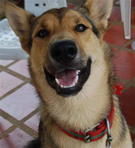 Cute Puppy Dog Smiling Photograph By Lauren Von Aspen Pixels