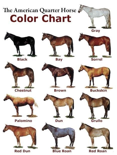 Quarter Horse Color Chart In 2020 Horse Color Chart American Quarter