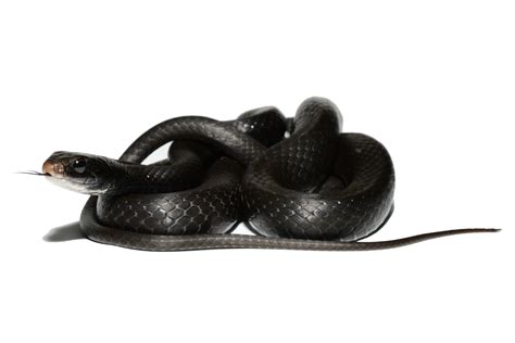 Juvenile Black Racer Snake