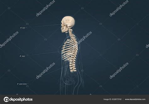 Axial Part Skeleton Consists Bones Head Trunk Skeleton Illustration