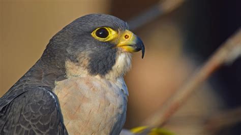Peregrine Falcon | Elmwood Park Zoo