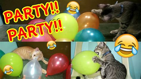 Cats Vs Balloons Puspin Cats Video Funny Cats Stress