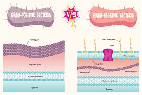 Gram Positive Versus Gram Negative Bacterial Membrane Diagram Vector Art At Vecteezy