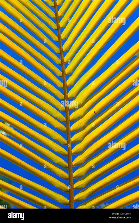 Green Palm Leaf Background Stock Photo Alamy