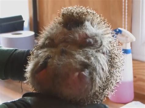 Obese Hedgehog Goes On A Diet Being Too Fat To Curl Into A Ball The