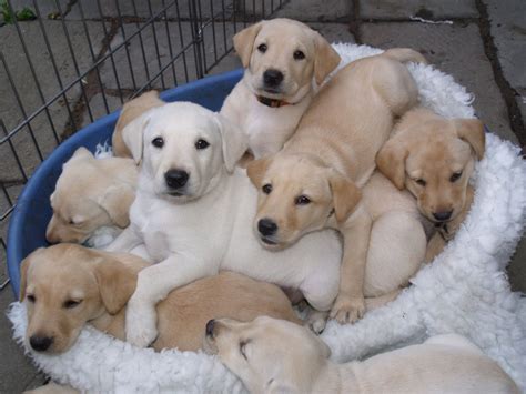 Ftch Sired Litter Of 10 Yellow Labradors Cambridge