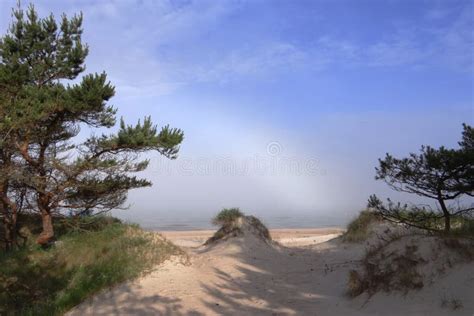 Pine Trees Forestsand Dunes Near Baltic Sea Stock Photo Image Of