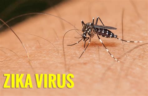 Zika Virus Disease Theayurveda