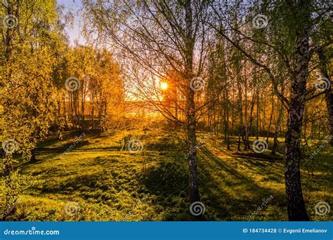 Sunrise Or Sunset In A Spring Birch Forest With Rays Of Sun Stock Photo
