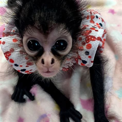 Buy Baby Spider Monkeyexotic Animals For Saletop Exoticpets