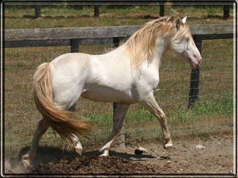 Perlino Horse Coat Colors Perlino Horse Horses