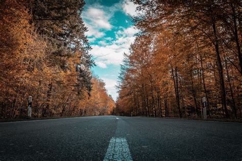 Alone Road Forest Autumn Golden Trees Ultra 4k Hd Nature