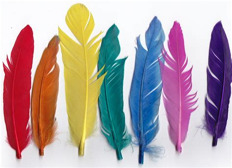 Suzy Krause: {1 feather, 2 feather, red feather, blue feather}