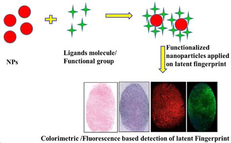 Latent Fingerprint Developed On Various Nonporoussemi Porous Surfaces