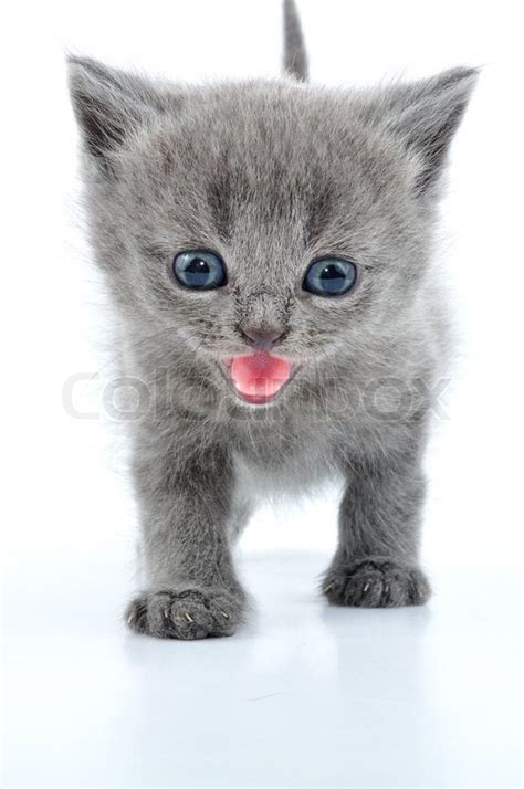 Adorable Gray Kittens Cute Kittens Photo 41535233 Fanpop