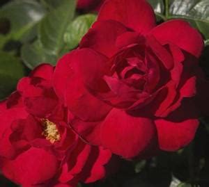 What kind of rose is super hero rose? Easy Elegance® Super Hero Rose (Rosa 'BAIsuhe' PP20486)