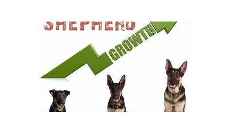 German Shepherd Growth Chart By Age (In Height and Weight)