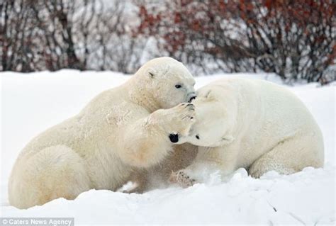 White Wolf Cute Moment Two Giant Polar Bears Share A
