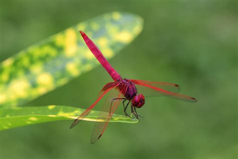 Purple Dragonfly Wallpapers Top Free Purple Dragonfly Backgrounds