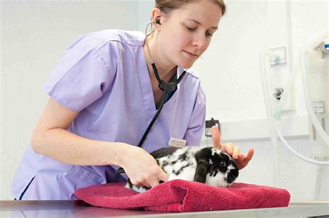 They love their routines and do not cope well when things change (such as a new pet or a if your cat appears to be stable and not in distress, a few episodes of vomiting can generally wait for a vet visit in the morning. YourVets Coventry (24hr) - Vet in Coventry, Warwickshire