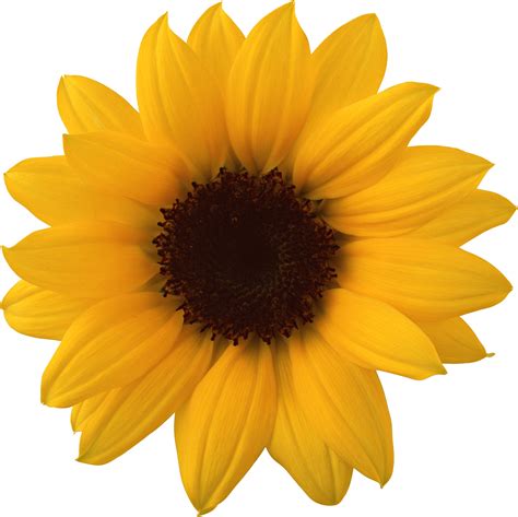 Sunflower Sunflowers Png Bouquet Transparent Images Free