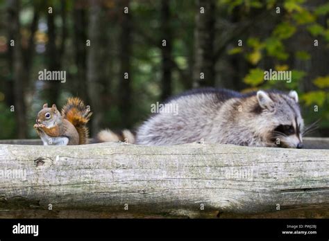 Raccoon Squirrel Hi Res Stock Photography And Images Alamy