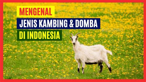 5 Jenis Kambing Dan Domba Yang Terkenal Di Indonesia Hobi Ternak
