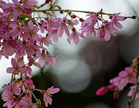 Colors Of Spring Cherry Blossoms Photograph By Jordan Blackstone