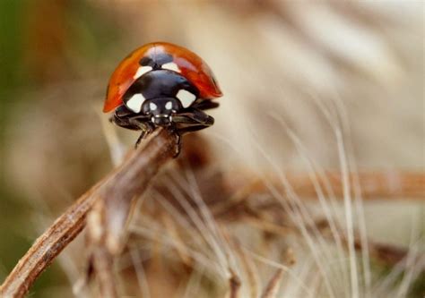 free picture nature wildlife beetle ladybug insect summer arthropod bug