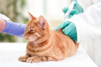See how injectable medications offer value beyond the prescription. Should You Vaccinate Your Adult Cat for Distemper? - The ...