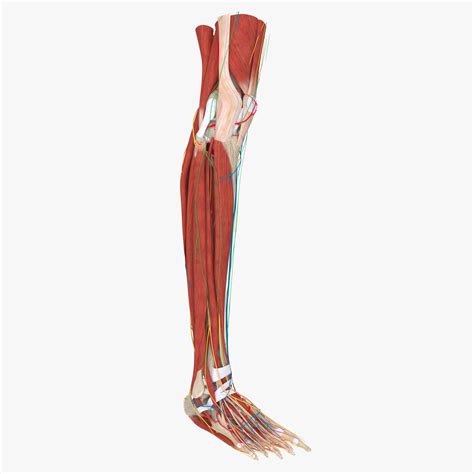 Right Lower Leg Anatomy