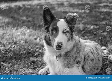 Funny And Cute Puppy Of Australian Shepherd Dog Stock Image Image Of