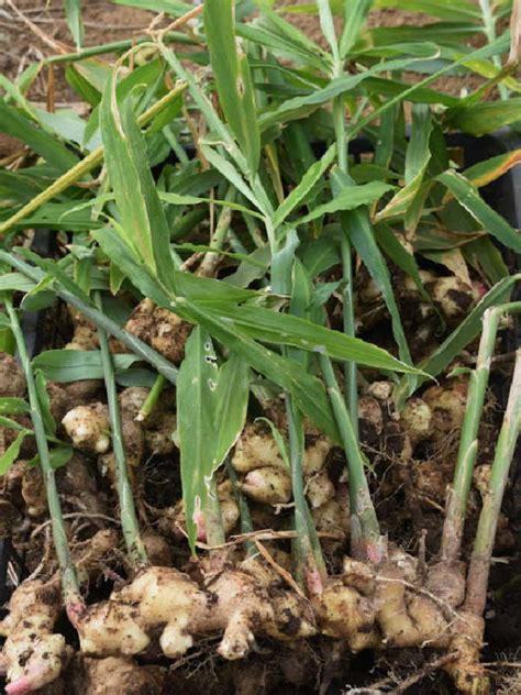 How To Grow Grocery Store Ginger Roots Sunny Home Gardens
