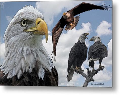 Eagle Art Digital Art By Larry Linton