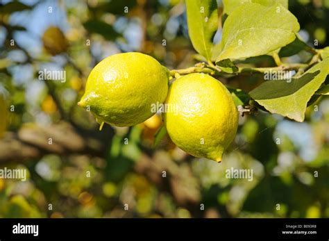 Citrus X Limon Hi Res Stock Photography And Images Alamy