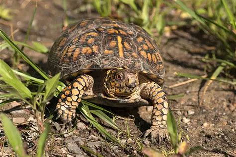 Eastern Box Turtle Care Sheet Diet Behavior And Habitat