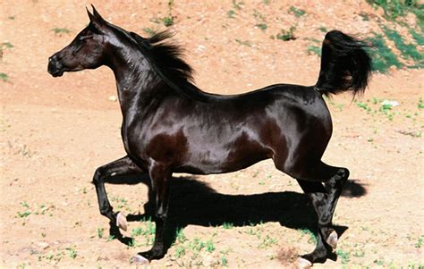 Top 10 Raças De Cavalos Mais Caras Do Mundo Mundo Top 10