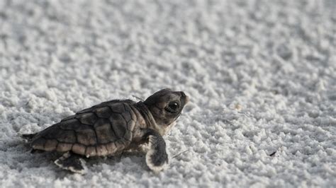 How To Give These Baby Sea Turtles Some Tlc