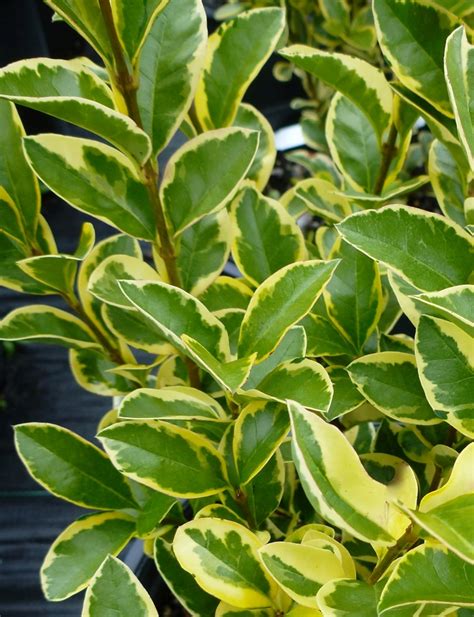 Ligustrum X Ibolium Variegatum Ibolium Privet Garden Center Marketing