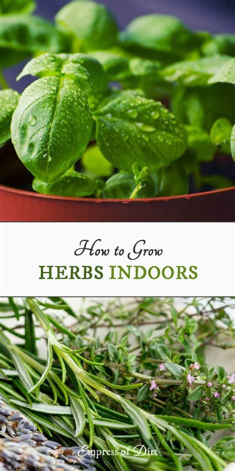 How To Grow Herbs Indoors Beginners Guide Empress Of Dirt Herbs