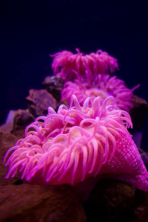 Bright Pink Sea Anemones At The Oklahoma Aquarium A Photo On Flickriver